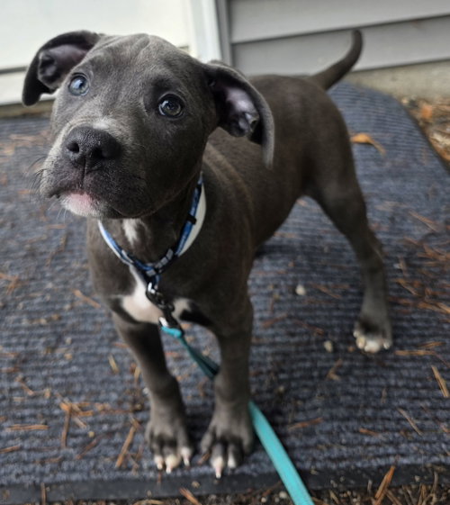 Goff, an adoptable dog