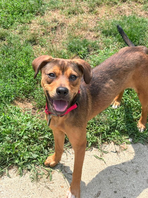 Rhonda, an adoptable dog