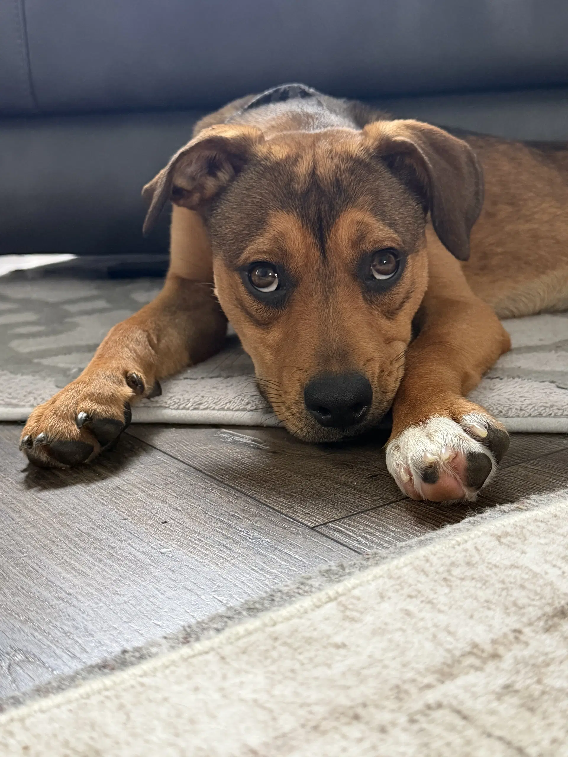 Rhonda - Pit Bull Terrier
