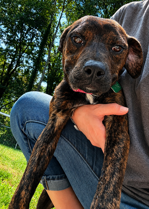 Riley, an adoptable dog