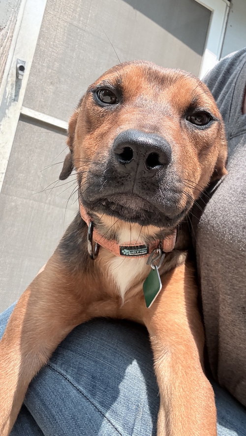 Roxie, an adoptable dog