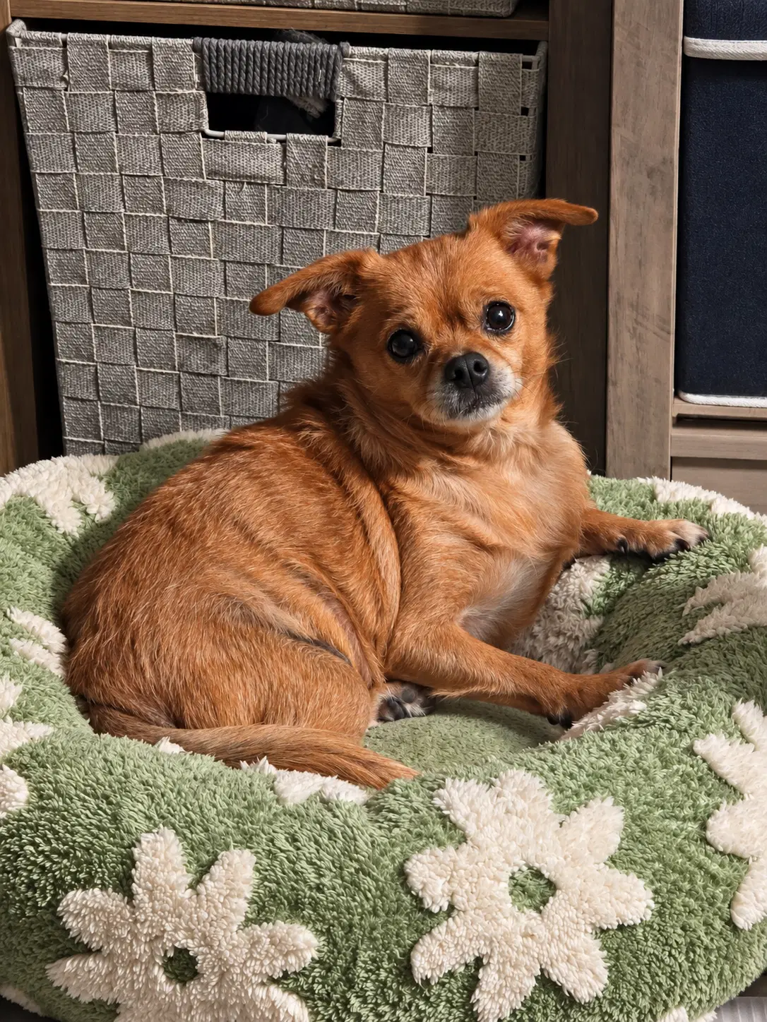 Shadow - Chihuahua