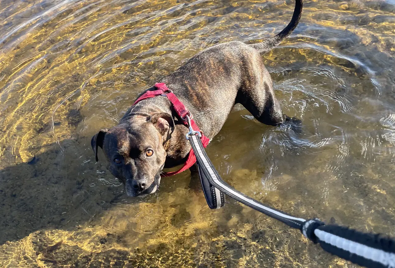 Shasta- Pocket Princess Loves Water image 1
