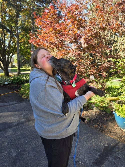 Photo 3 of Shasta- Pocket Princess! LOVES WATER