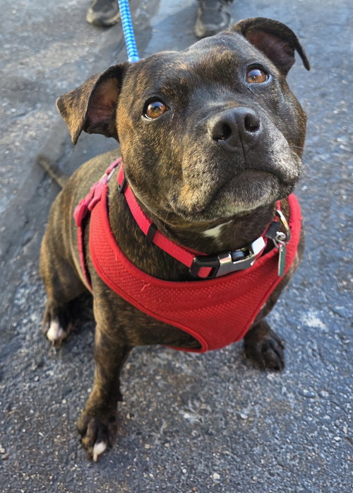 Shasta- Pocket Princess! LOVES WATER, a dog for adoption from Canine Companions Rescue Center