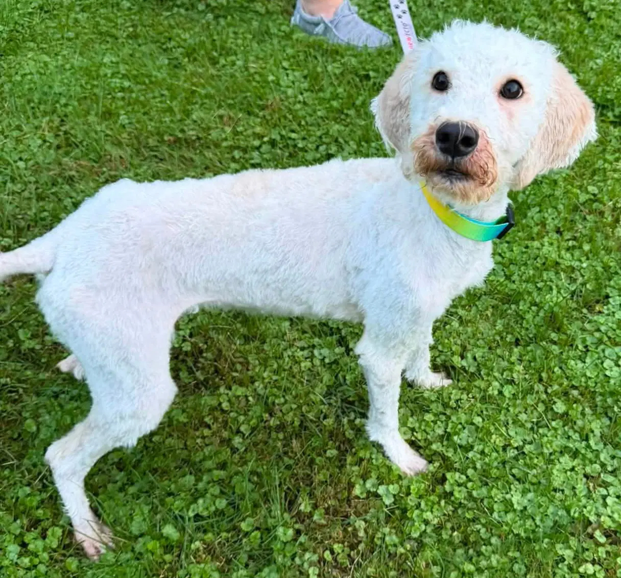 Margie - Poodle (Standard)