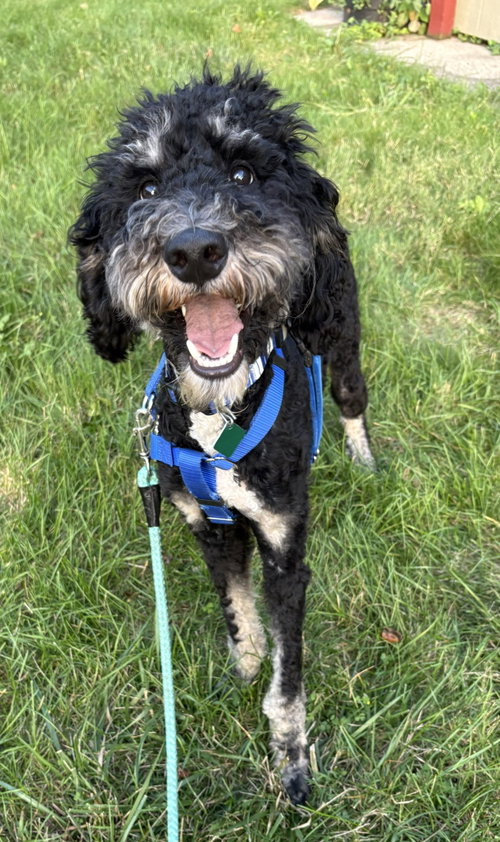 Georgie, an adoptable dog