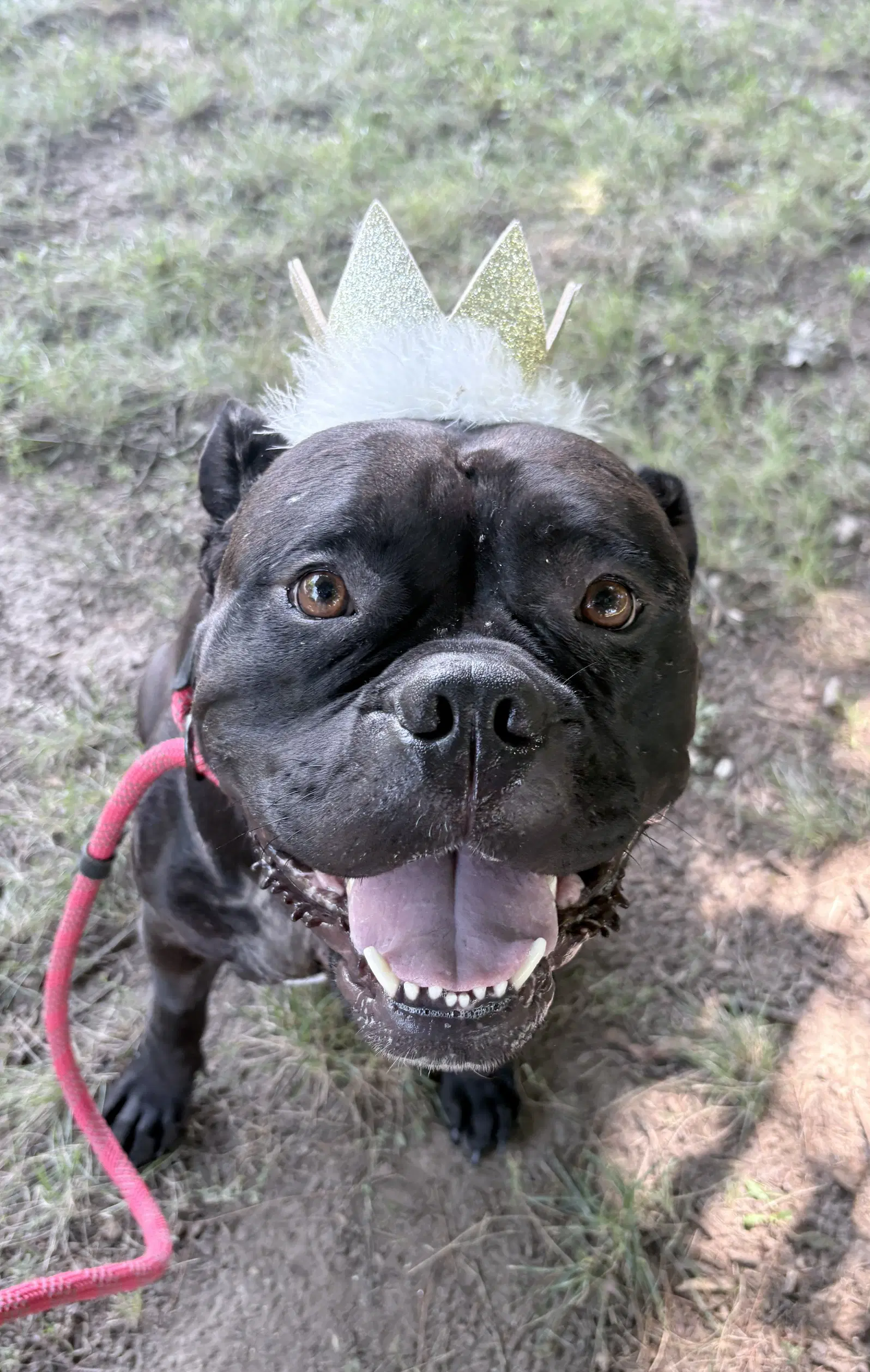 Dolly - American Bulldog