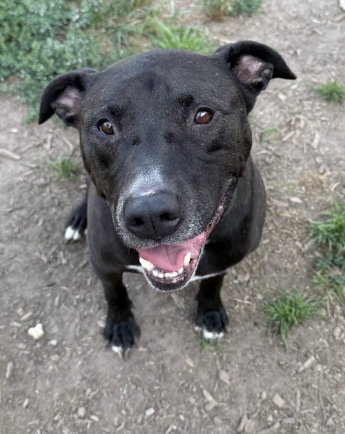 Frank *TRANSPORTATION AVAILABLE*, an adoptable dog