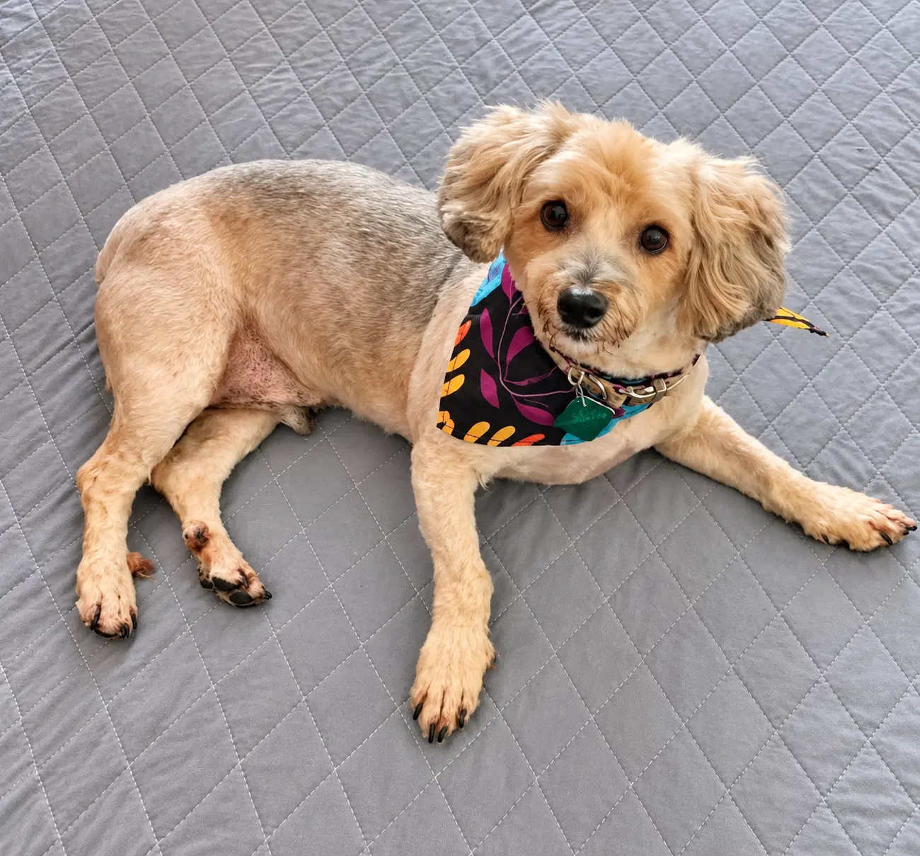 Prince - Yorkshire Terrier Yorkie