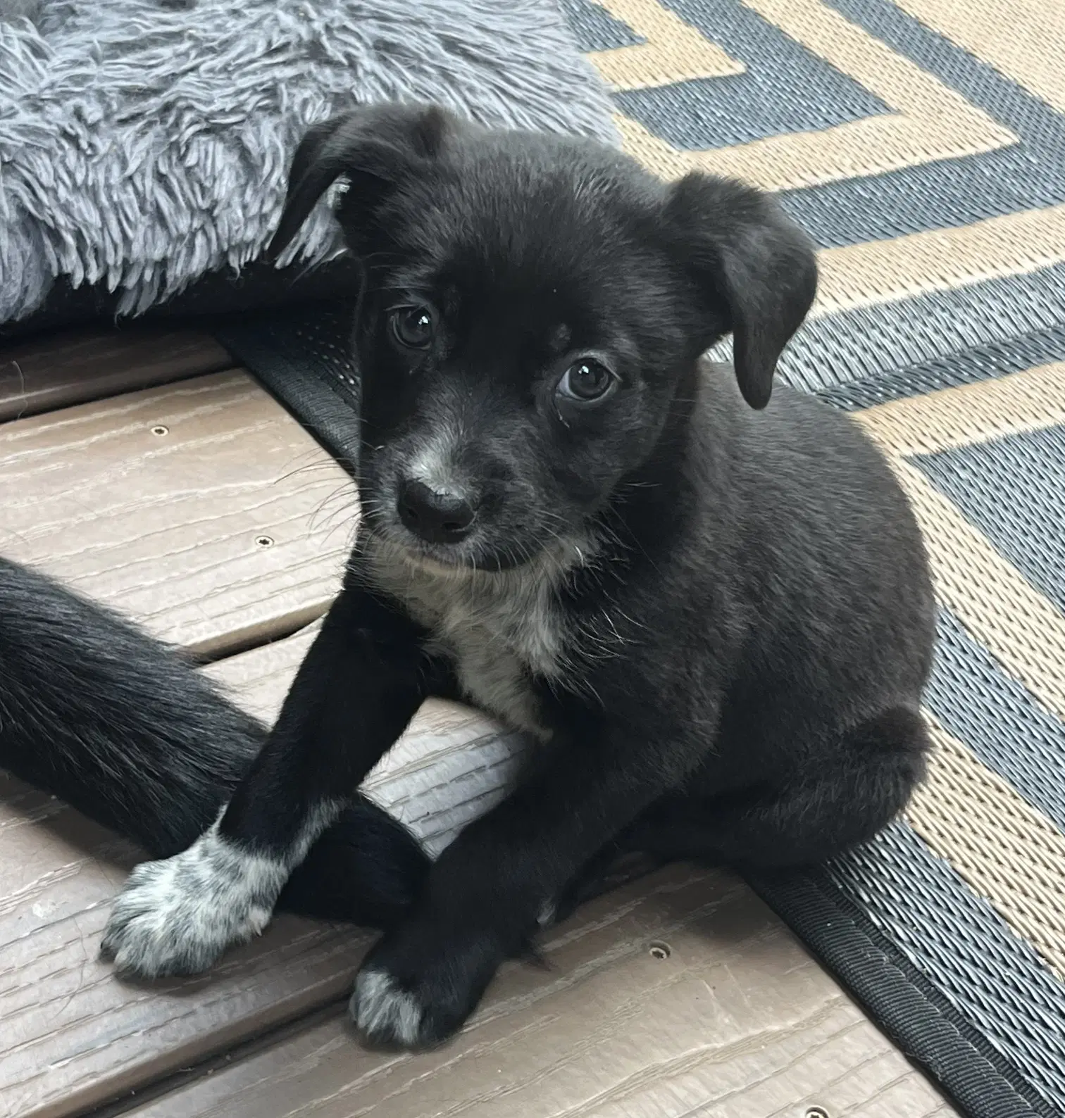 Miffy - Border Collie
