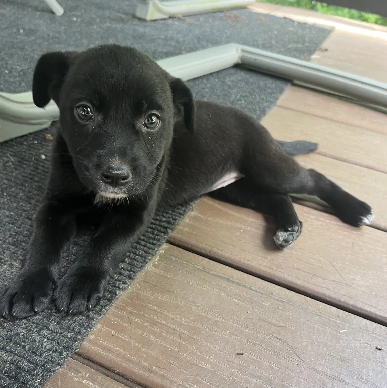Poppi - Labrador Retriever