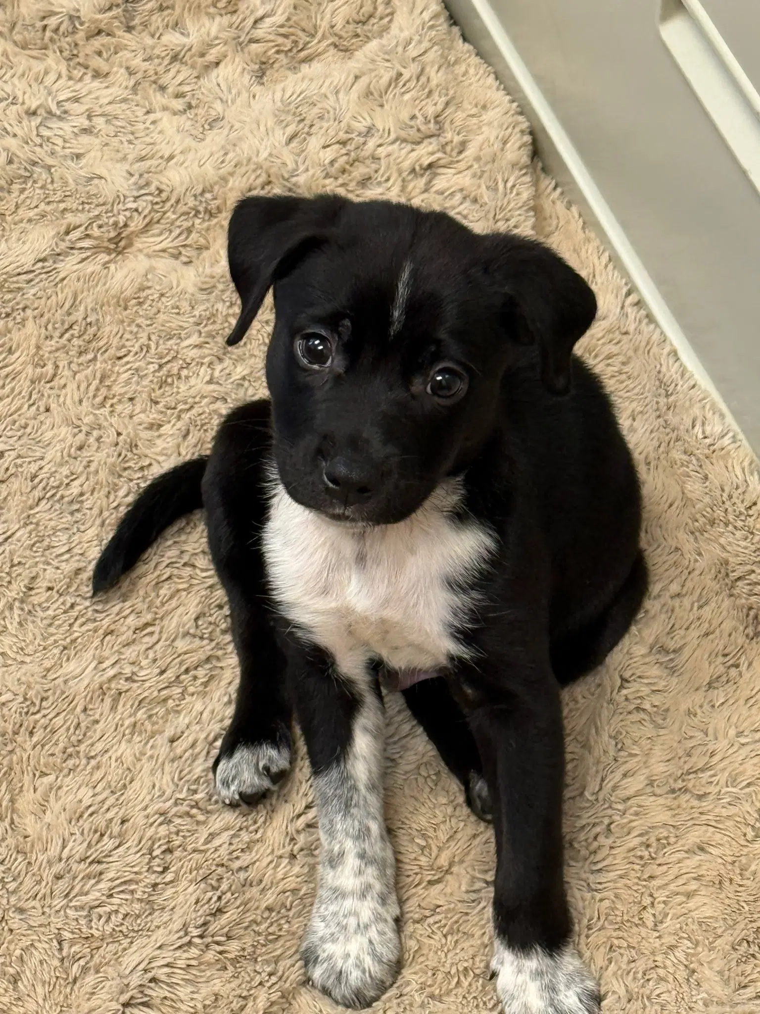 Clyde - Labrador Retriever