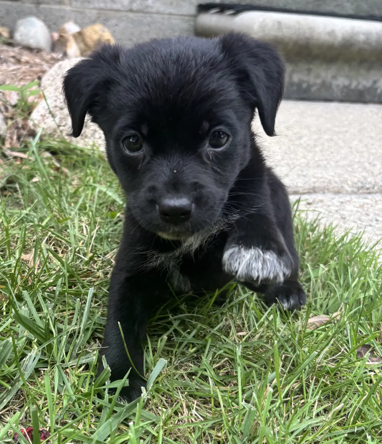 Darla - Border Collie