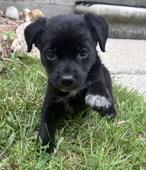 picture of the dog needing adoption