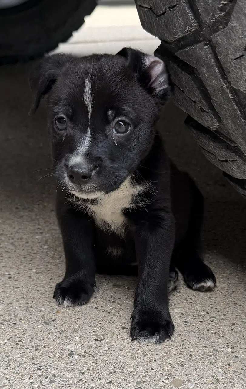 Spanky - Labrador Retriever