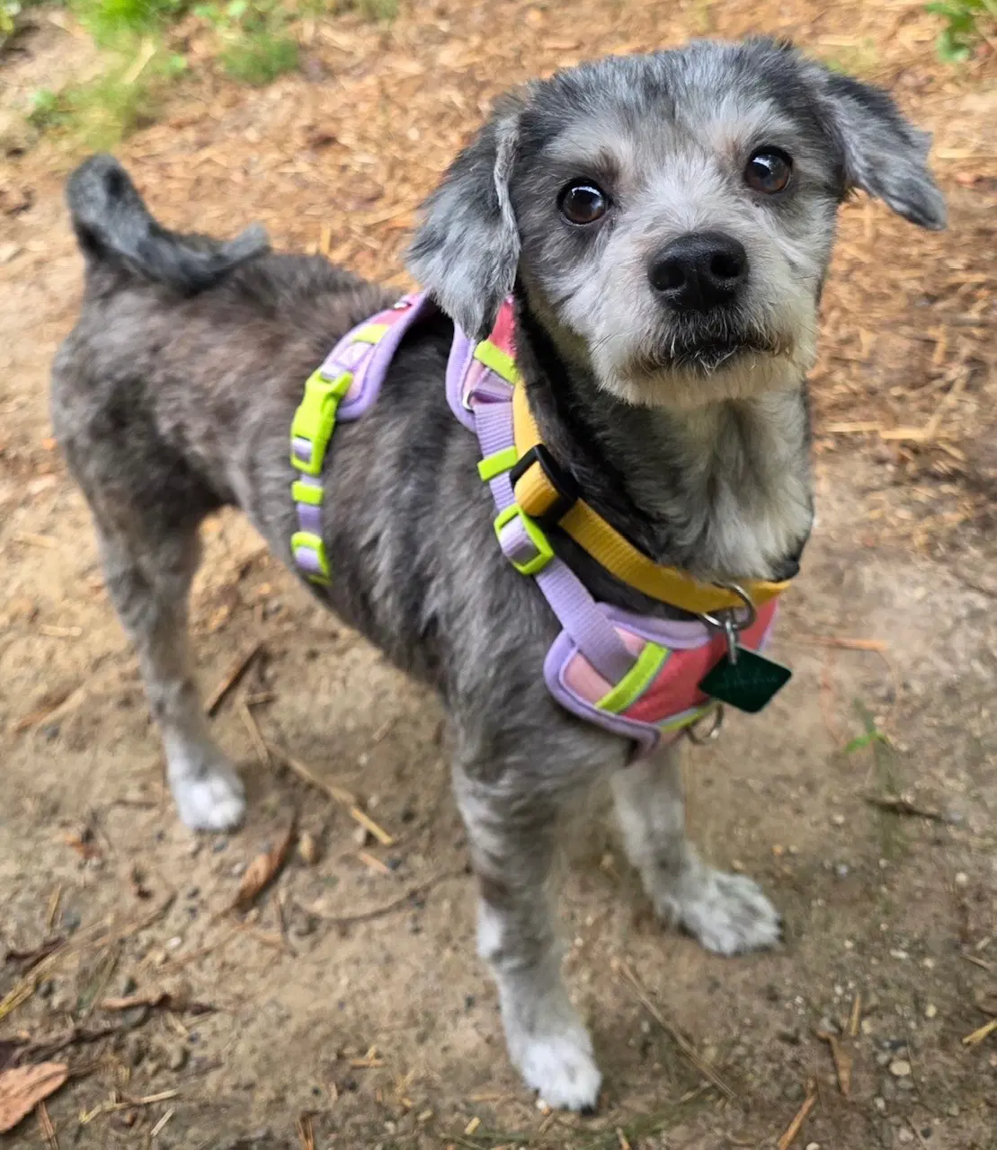 Gwen - Poodle (Miniature)