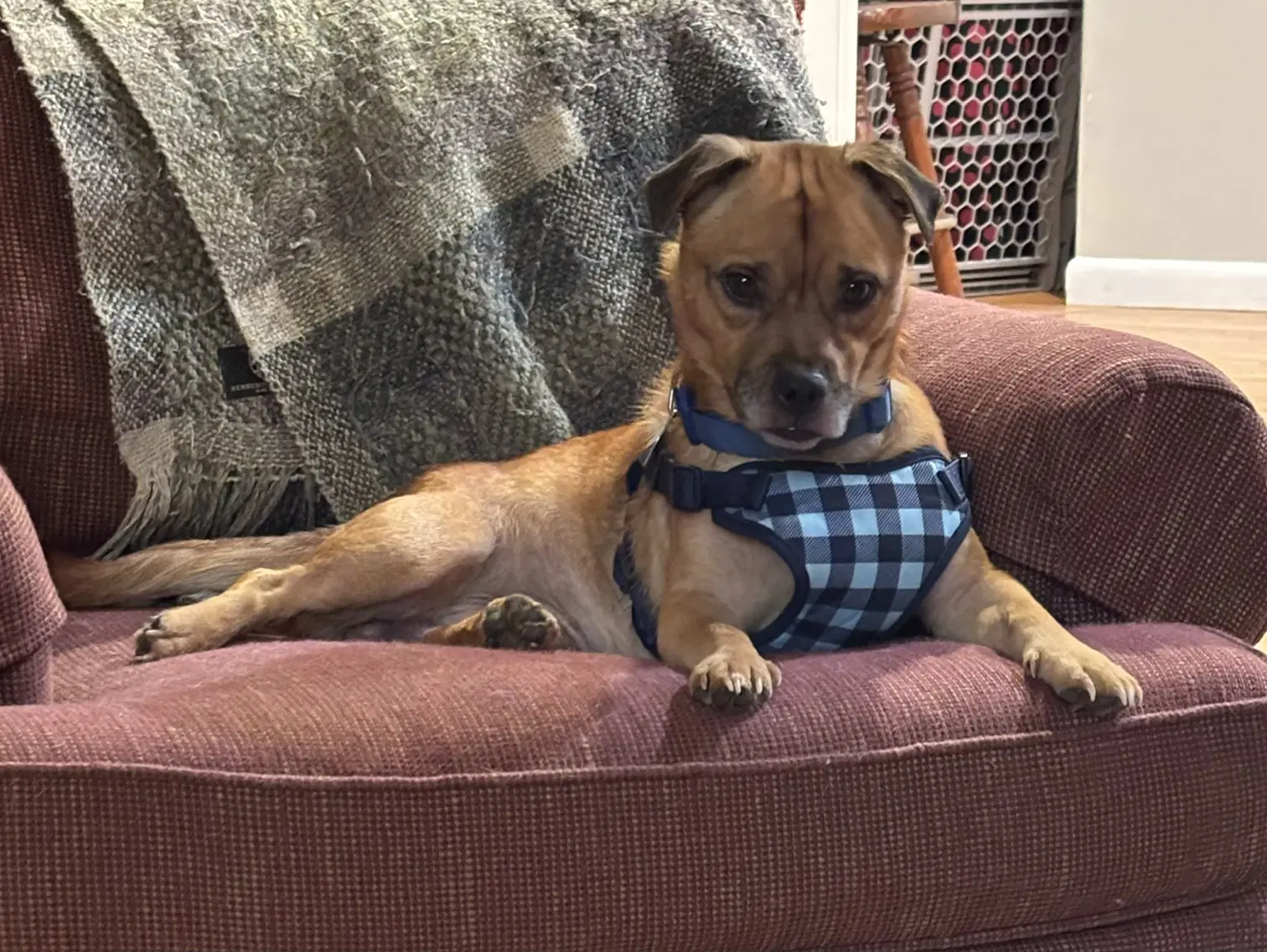 Peanut image 2