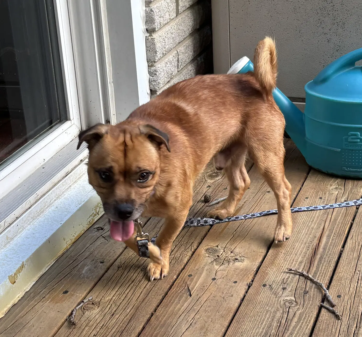 Peanut image 3
