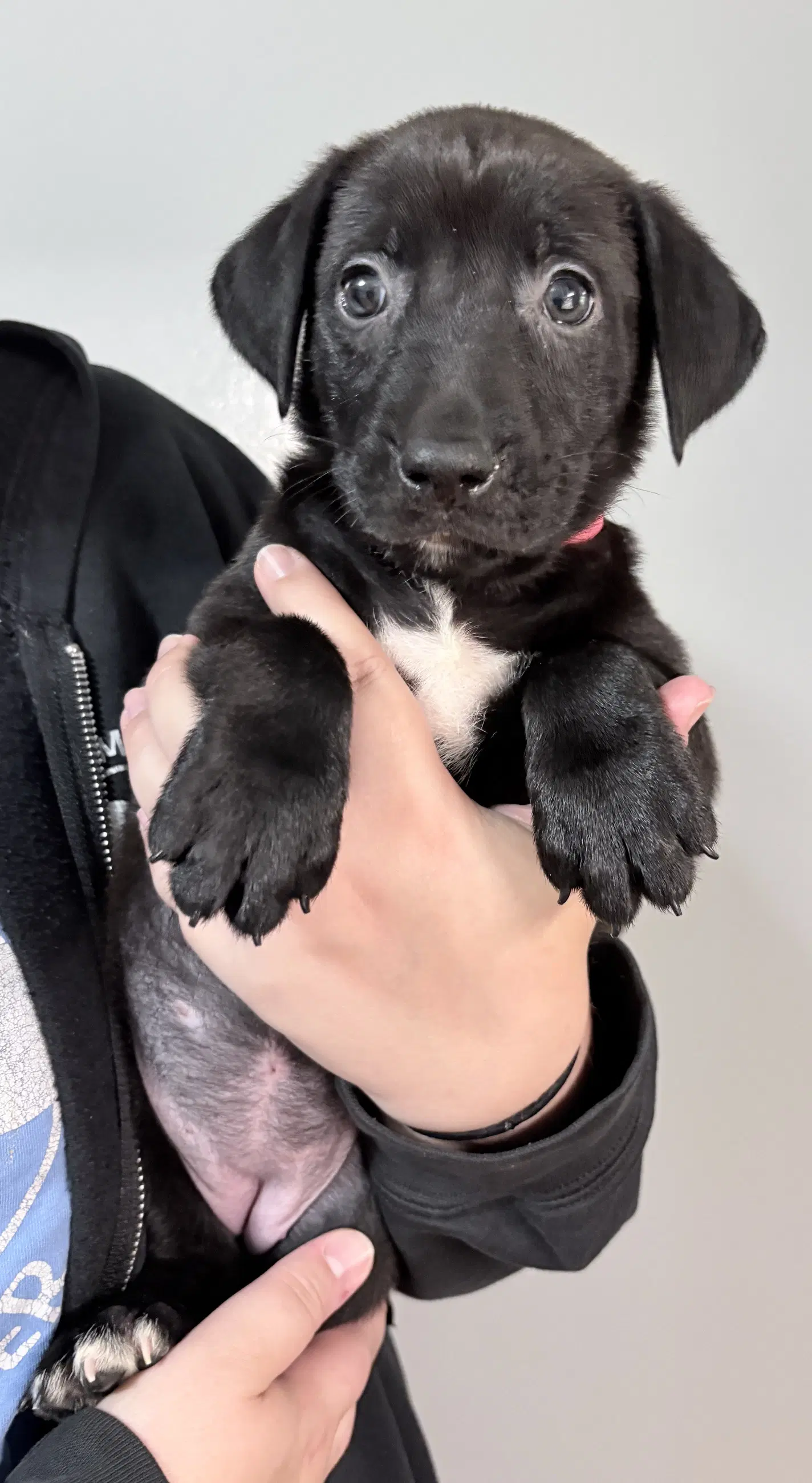 Avery - Pit Bull Terrier