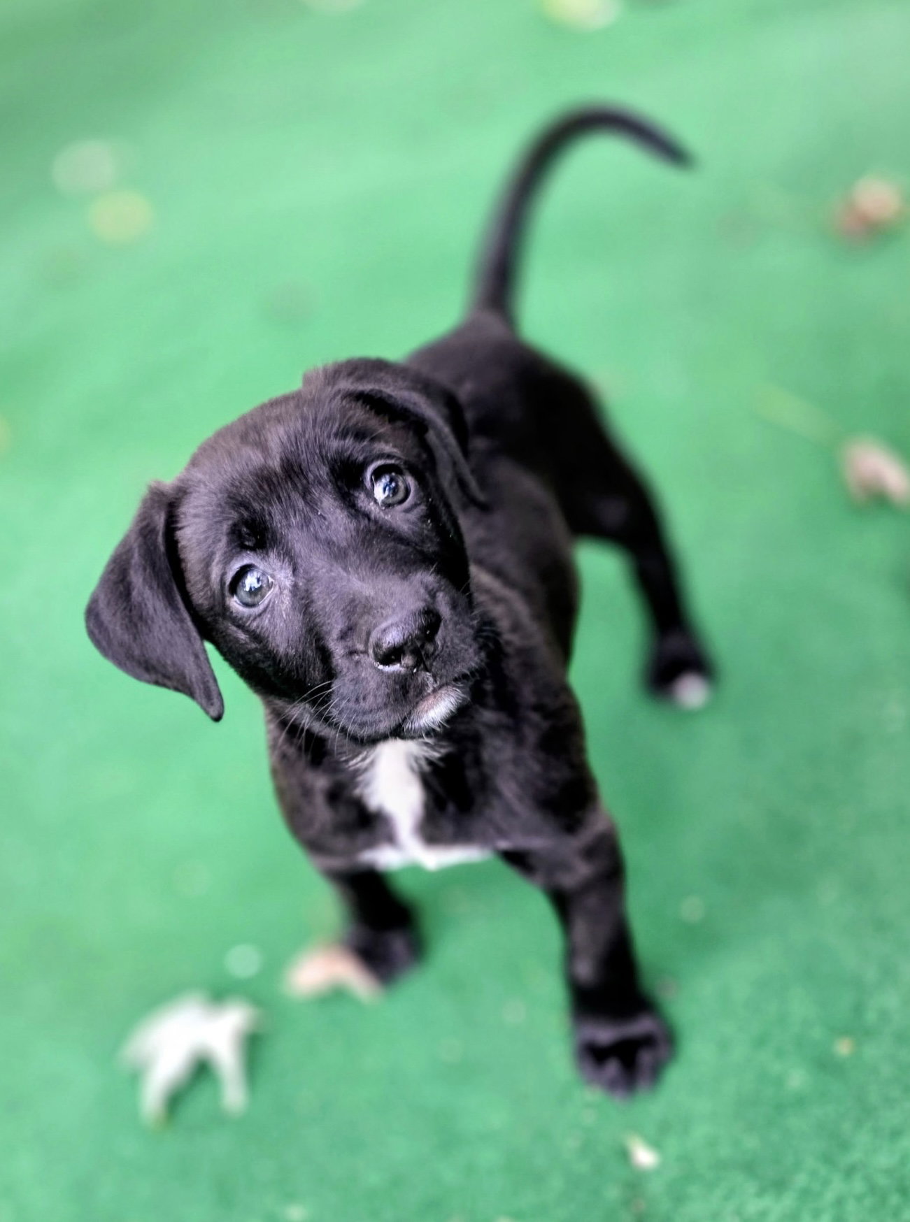 Avery, Pit Bull Terrier