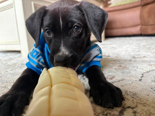 Photo 3 of Arlo