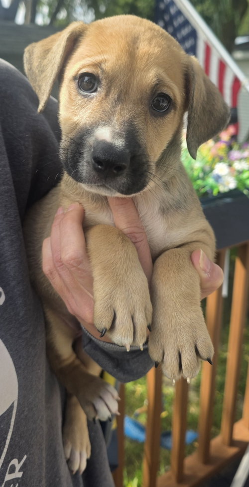 Amelia, an adoptable dog