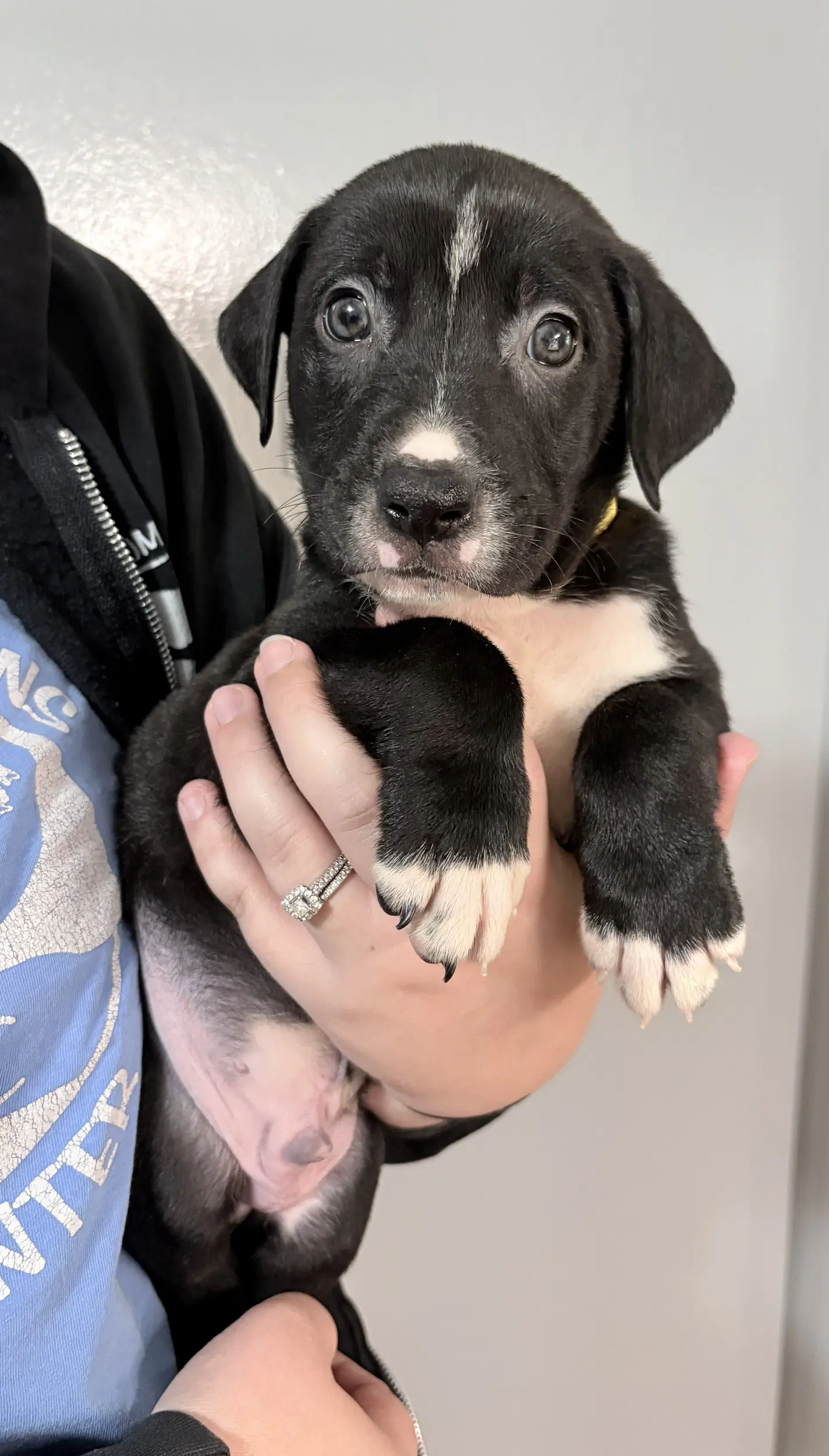 Auggie - Pit Bull Terrier