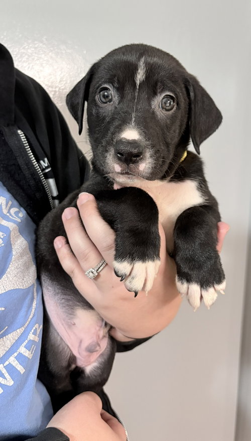 Auggie, an adoptable dog