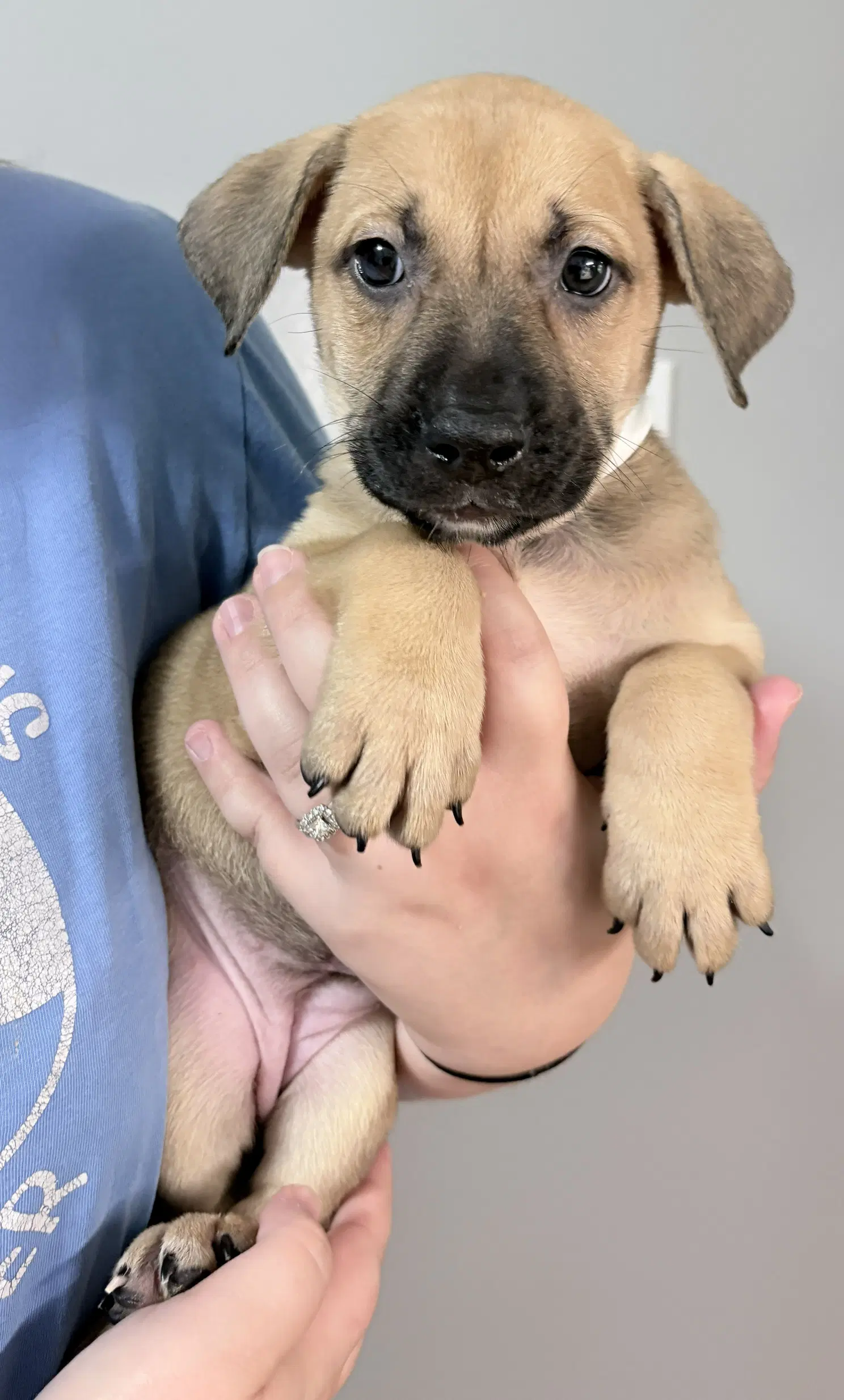 Amy - Pit Bull Terrier