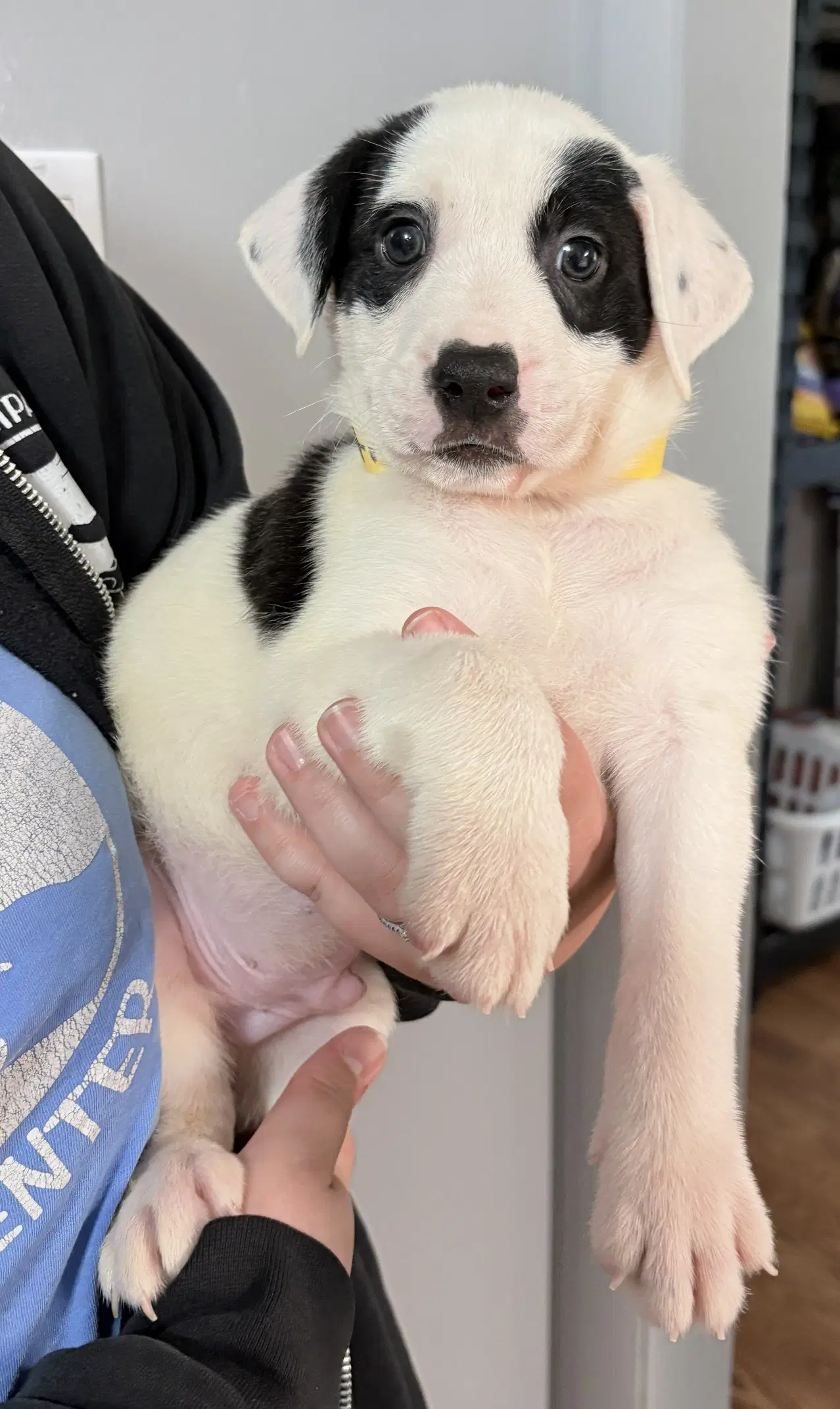 Astro - Pit Bull Terrier