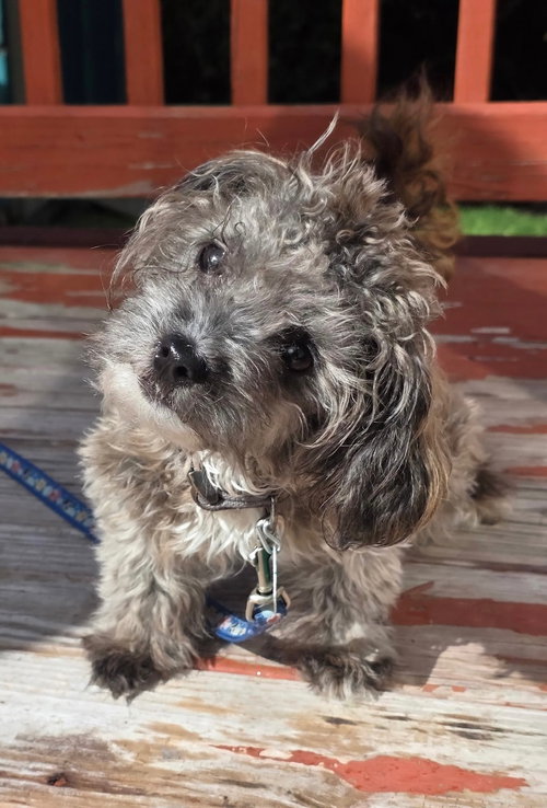 Dio, an adoptable dog