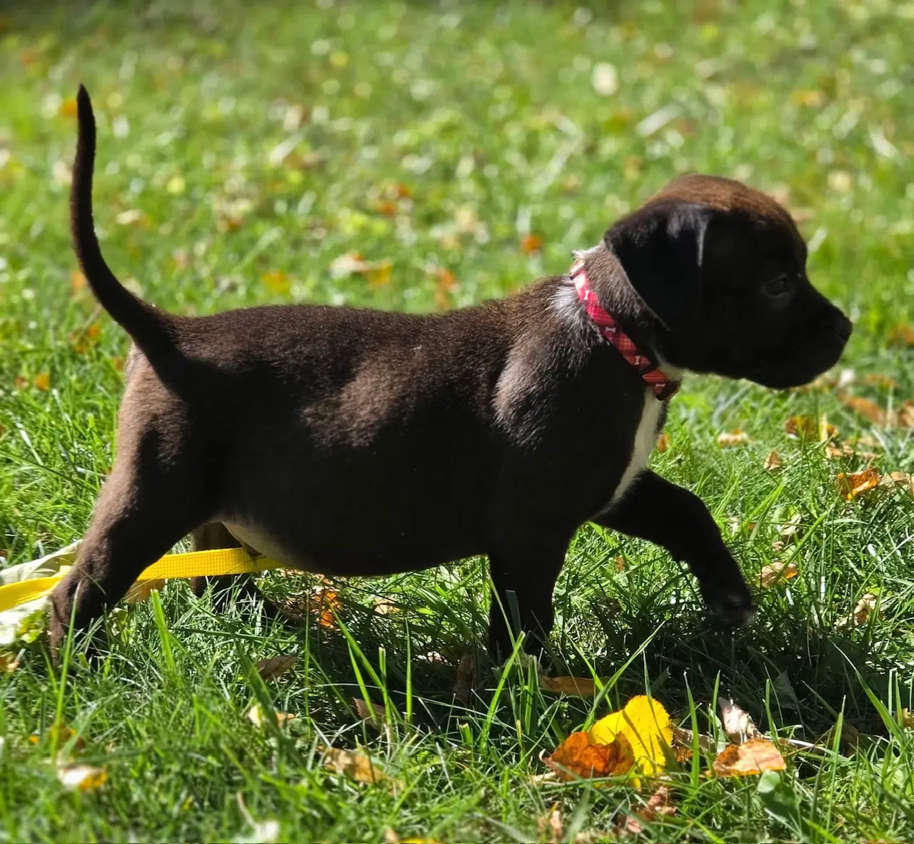 Zazu - Pit Bull Terrier