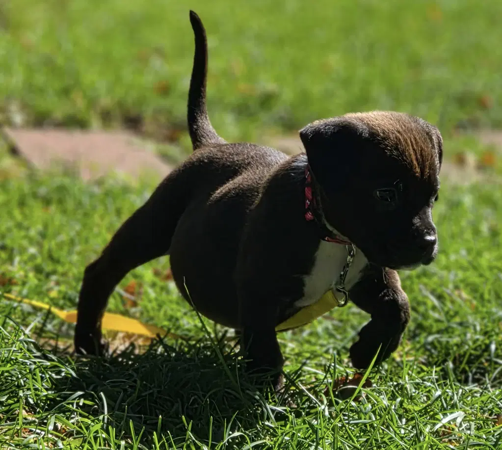 Zazu image 3