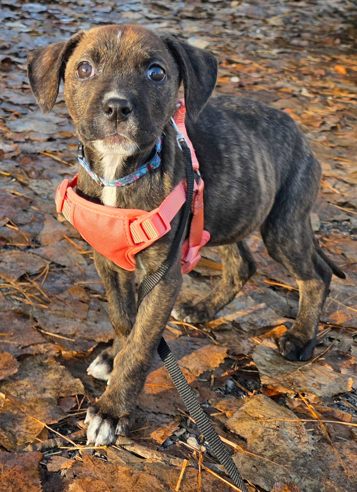 Zena, photo 3