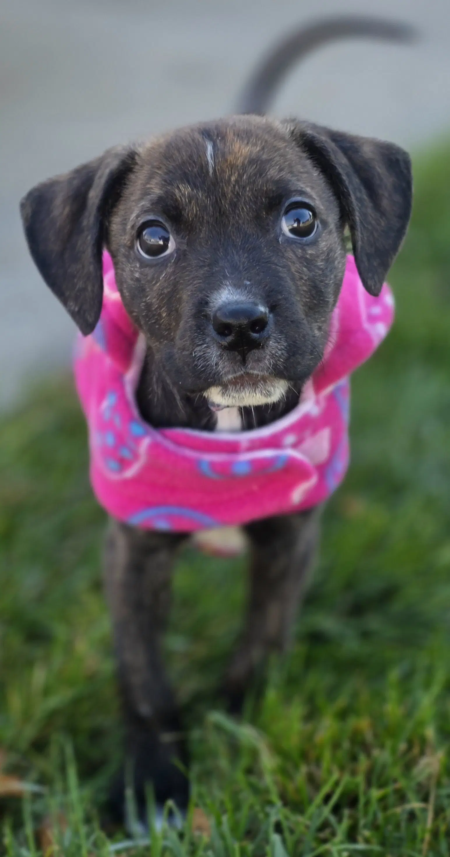 Zena image 2