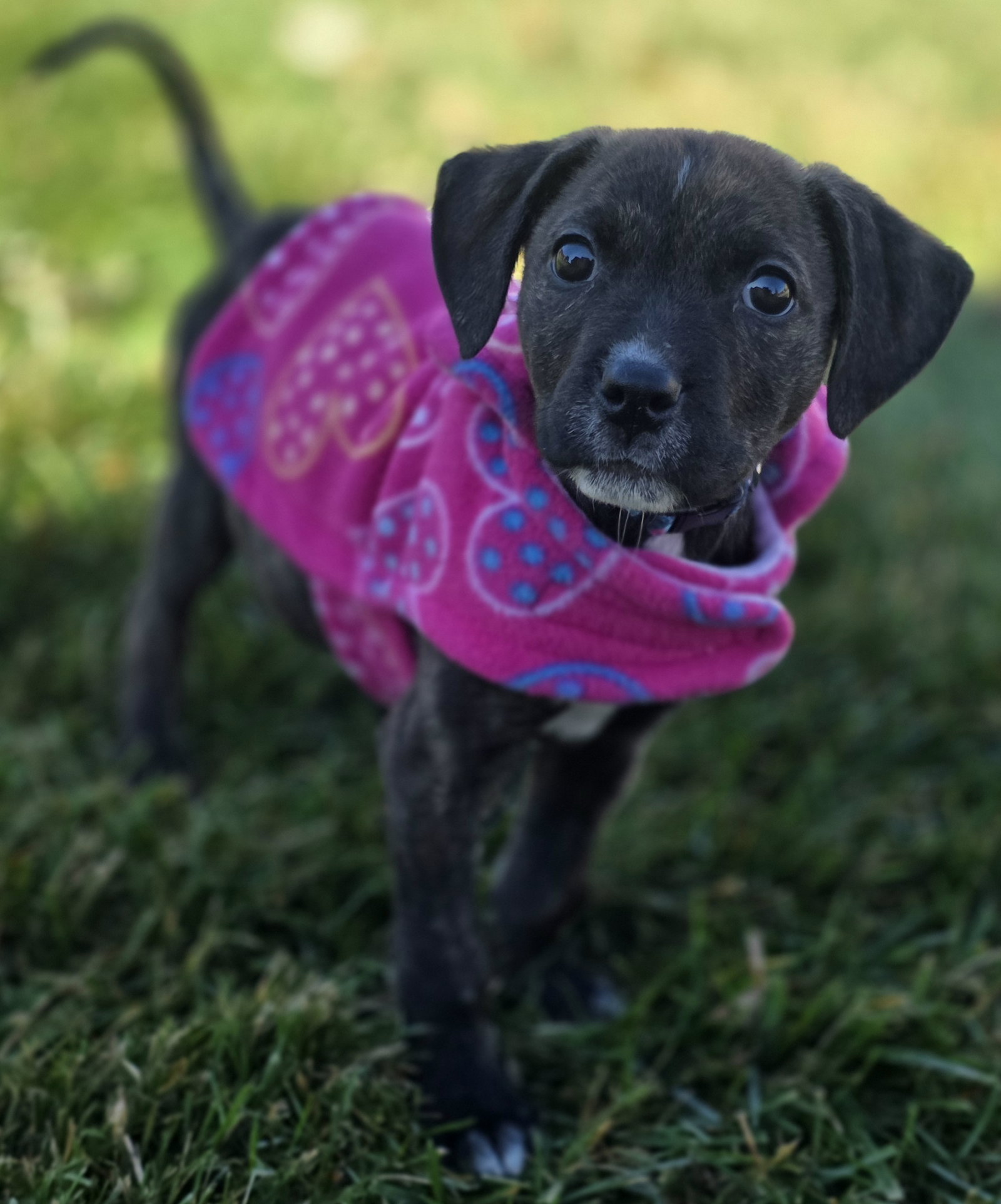 Zena, photo 2