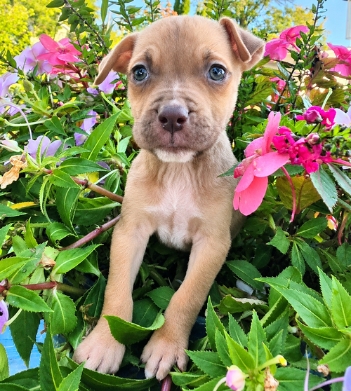 David, an adoptable dog