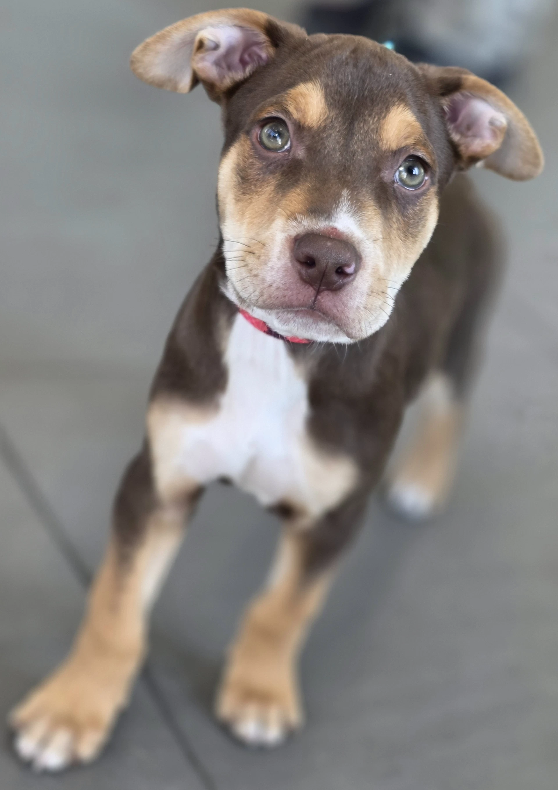 Dexter