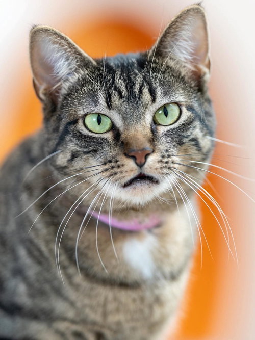 Snickers, an adoptable Tabby in St. George, UT