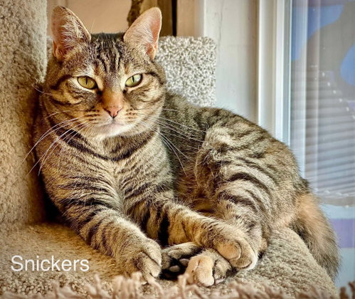 Photo 3 of Snickers