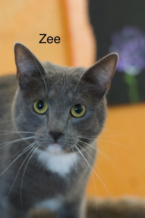 Zee, an adoptable Domestic Short Hair in St. George, UT