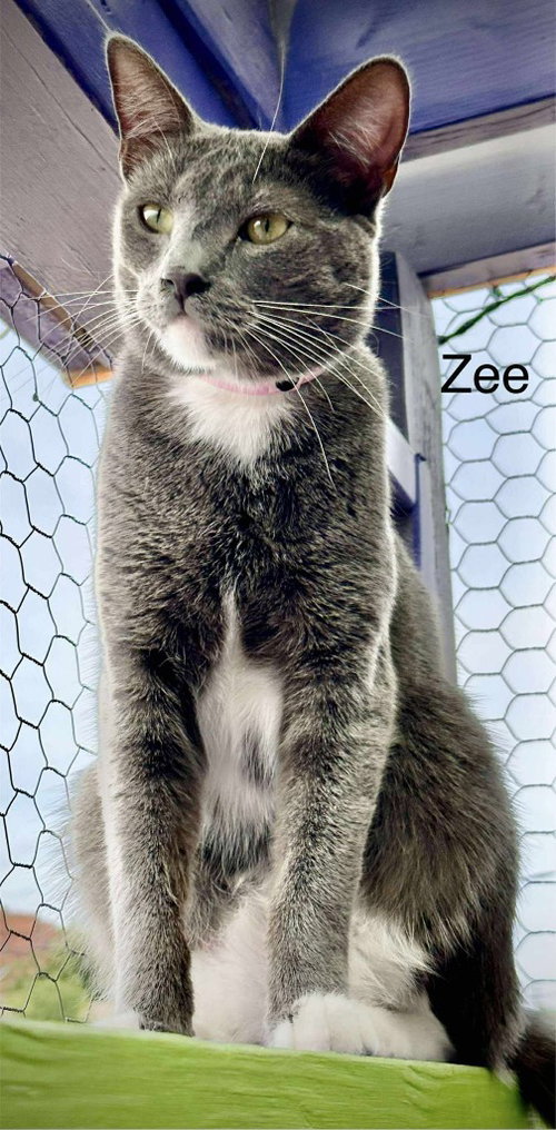 Photo 2 of Zee