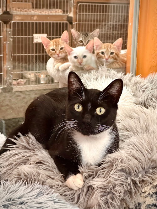 Teedo, an adoptable Domestic Short Hair in St. George, UT
