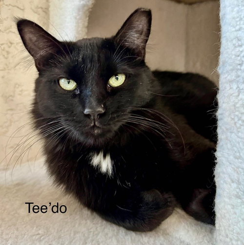 Teedo, an adoptable Domestic Short Hair in St. George, UT