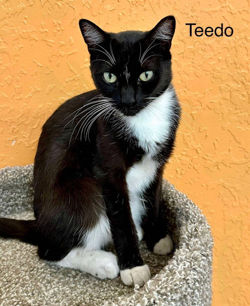 Teedo, an adoptable Domestic Short Hair in St. George, UT