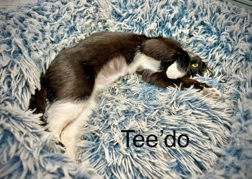 Photo 4 of Teedo