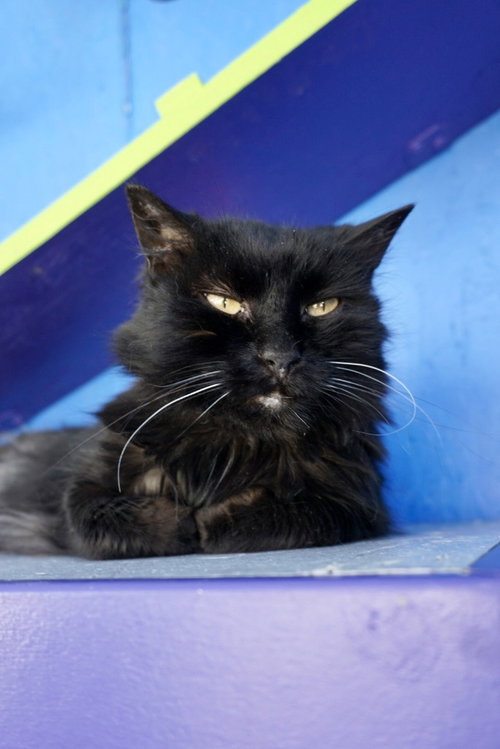 Kona, an adoptable Domestic Long Hair in St. George, UT