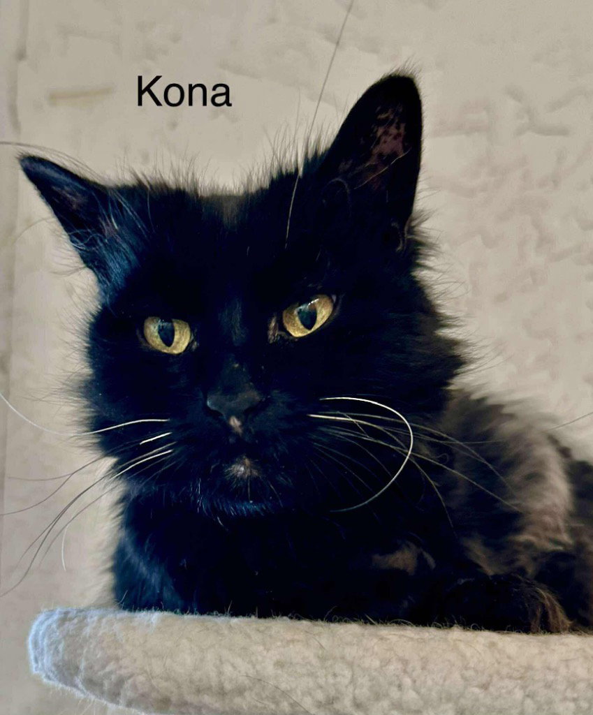 Kona, photo 4