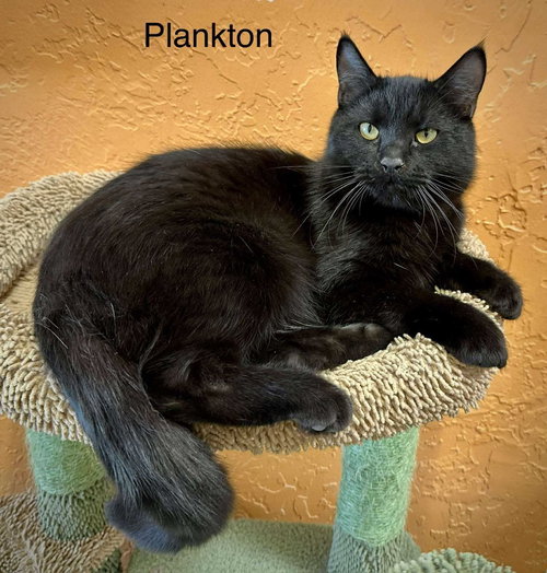 Plankton
